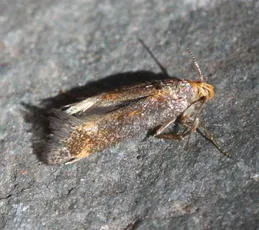 Apodia bifractella