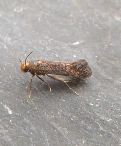 Apodia bifractella - photo 2