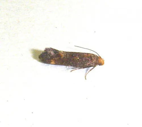 Apodia bifractella - photo 3