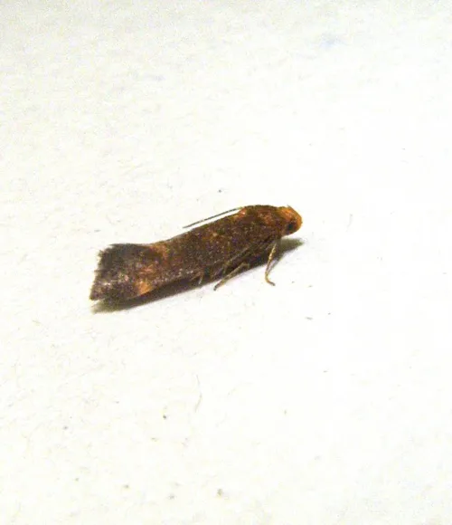 Apodia bifractella - photo 4