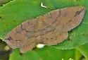 Apodrepanulatrix liberaria - Hodges#6693