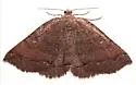 Apodrepanulatrix litaria - Hodges#6694