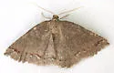Apodrepanulatrix litaria - Hodges#6694 - photo 3