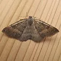 Apodrepanulatrix litaria - Hodges#6694 - photo 4