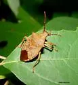 Apoecilus bracteatus