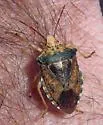 Apoecilus bracteatus - photo 2