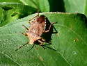 Apoecilus bracteatus - photo 3