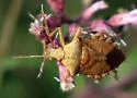 Apoecilus bracteatus - photo 4