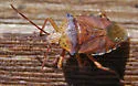 Apoecilus bracteatus - photo 5