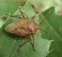 Apoecilus cynicus