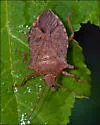 Apoecilus cynicus - photo 2