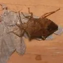 Apoecilus cynicus - photo 3