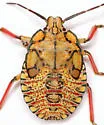 Apoecilus cynicus - photo 4