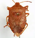 Apoecilus cynicus - photo 5