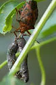 Apoecilus invarius - Apoecilus invarius