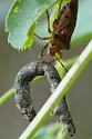 Apoecilus invarius - photo 2
