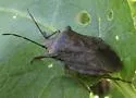 Apoecilus invarius - photo 3