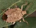 Apoecilus invarius - photo 4