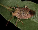 Apoecilus invarius - photo 5