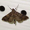 Apogeshna acestealis - Hodges#5177.1