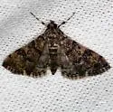 Apogeshna acestealis - Hodges#5177.1 - photo 2