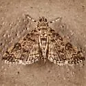 Apogeshna acestealis - Hodges#5177.1 - photo 3