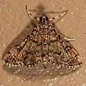 Apogeshna acestealis - Hodges#5177.1 - photo 4