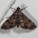 Apogeshna acestealis - Hodges#5177.1 - photo 5