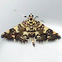 Checkered Apogeshna - Hodges#5177 - photo 2
