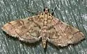Checkered Apogeshna - Hodges#5177 - photo 3
