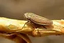Apogonalia mediolineata