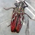 Apogonalia omani - photo 2