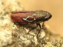 Apogonalia omani - photo 4