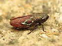 Apogonalia omani - photo 5