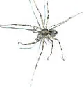 Apollophanes margareta - photo 2
