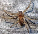 Apollophanes margareta - photo 3