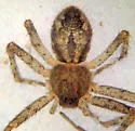 Apollophanes margareta - photo 4