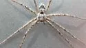 Apollophanes margareta - photo 5