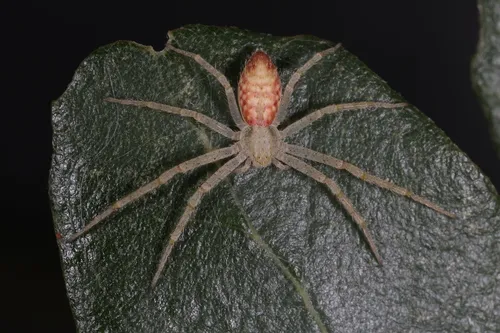 Apollophanes punctipes
