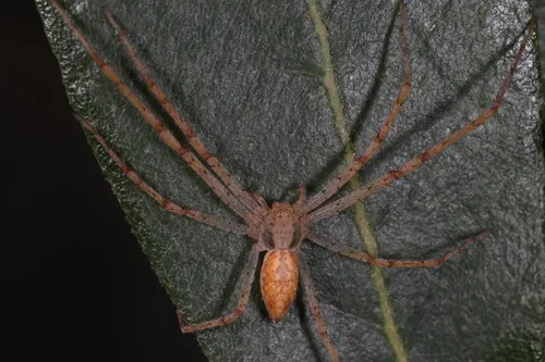 Apollophanes punctipes - photo 3