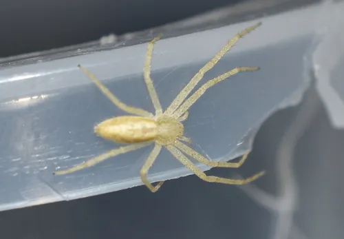 Apollophanes punctipes - photo 4