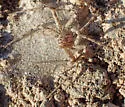 Apollophanes texanus