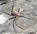 Apollophanes texanus - photo 3