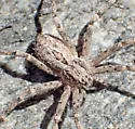 Apollophanes texanus - photo 4
