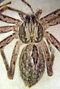 Apollophanes texanus - photo 5