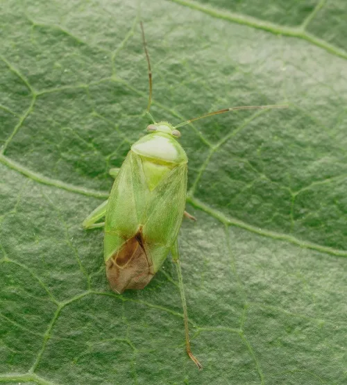 Apolygus lucorum