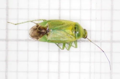 Apolygus lucorum - photo 2