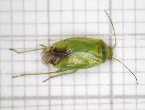 Apolygus lucorum - photo 3