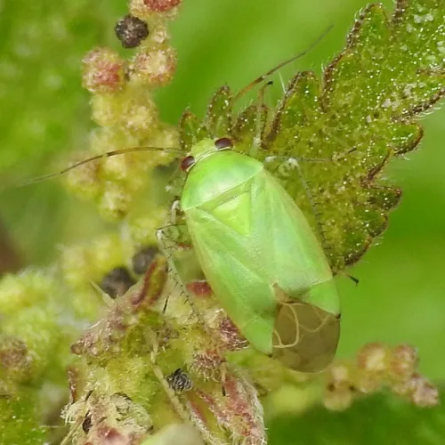 Apolygus spinolae