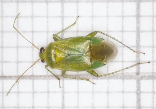 Apolygus spinolae - photo 2